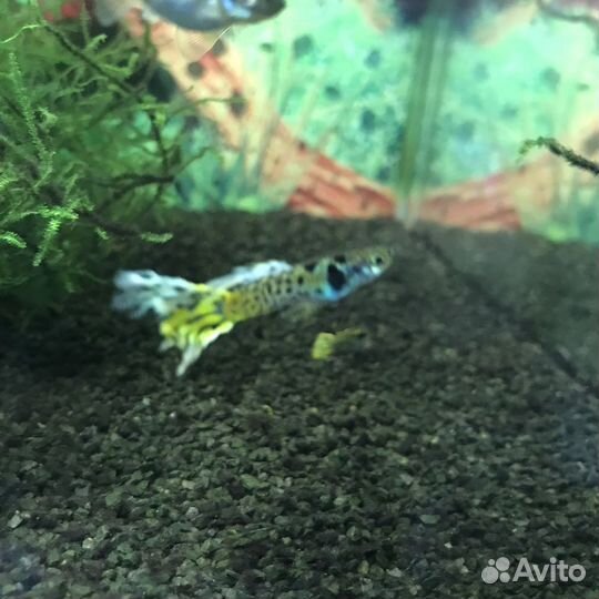 Леопардовые рыбки гуппи