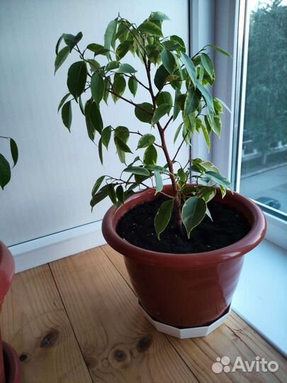 Фикус бенджамина
