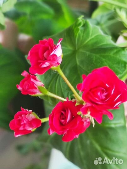Пеларгония Живые розы