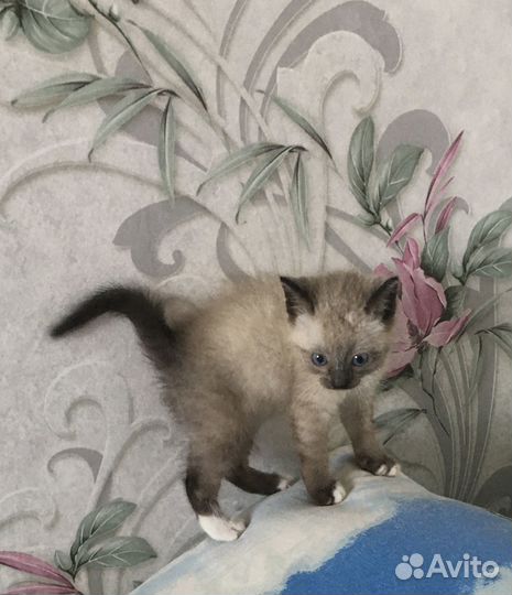 Сиамский котёнок