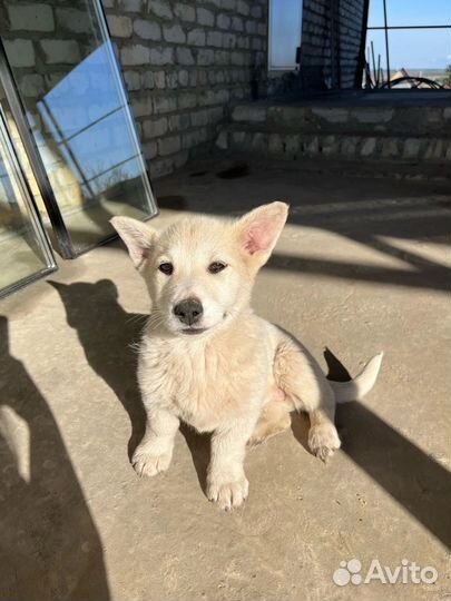 Щенок в добрые руки бесплатно девочка