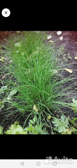 Семена лука многоярусного