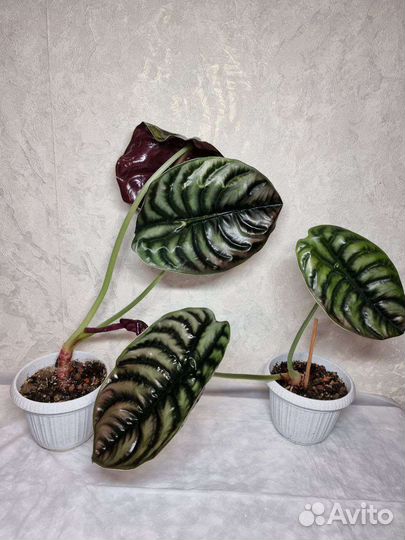 Алоказия медная красная Alocasia Cuprea Red Secret