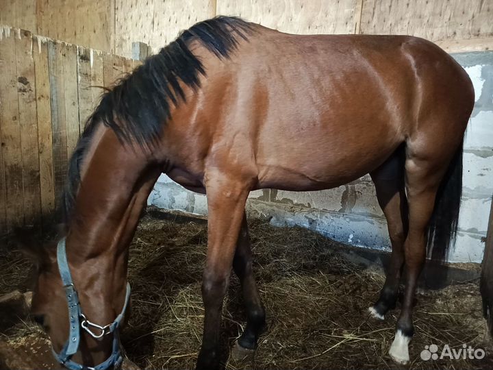 Жеребец рысак