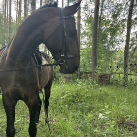 Ахалтекинский жеребец на случку