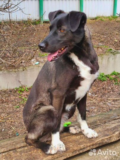 Помогите собаке не умереть от холода