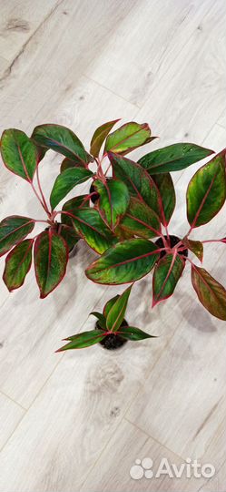 Аглаонема Крит