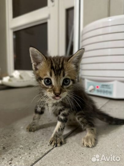 Котята в добрые руки мальчики