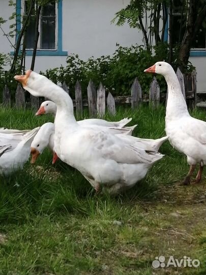 Гуси, утки