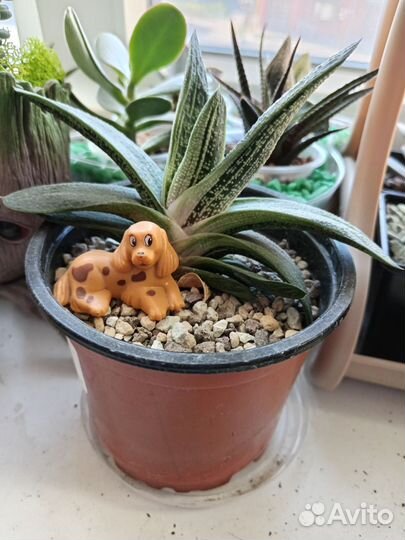 Растения для флорариум. Суккуленты