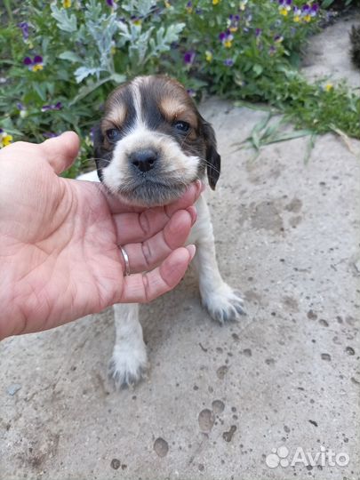 Щенки кокер спаниеля