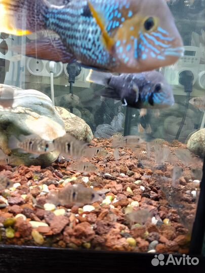 Акара бирюзовая