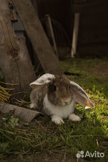 Продам кроликов, порода 