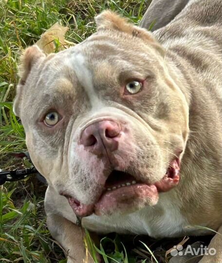 Ам Булли Мерль, Голубой Вязка