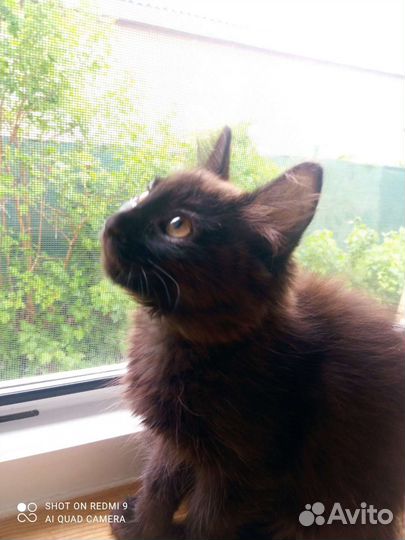 Отдам в добрые руки котëнка девочку