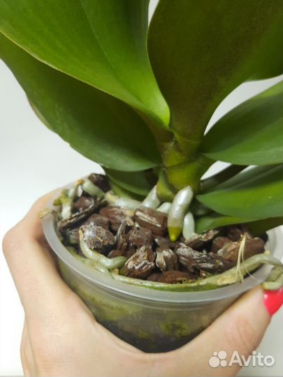 Орхидея фаленопсис Амадора