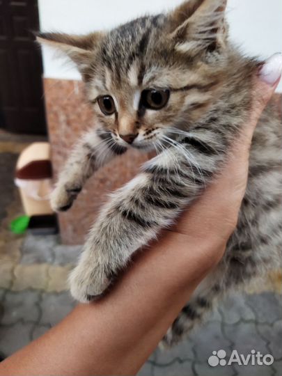 Кошка(без лапки) в дар бесплатно