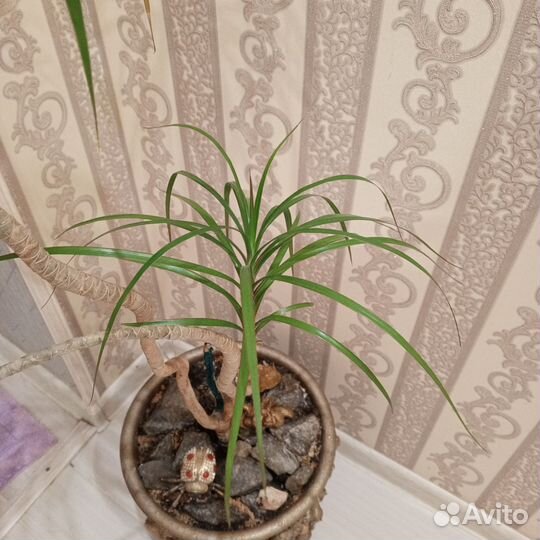 Пальма кордилина