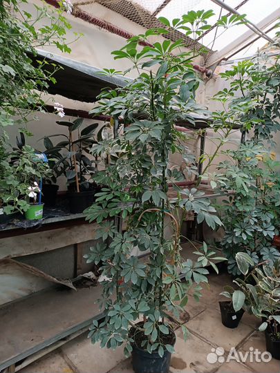 Шеффлера древовидная большая