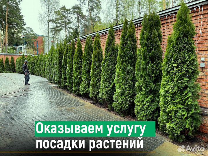 Туи 1,8 метра свежая копка 2023