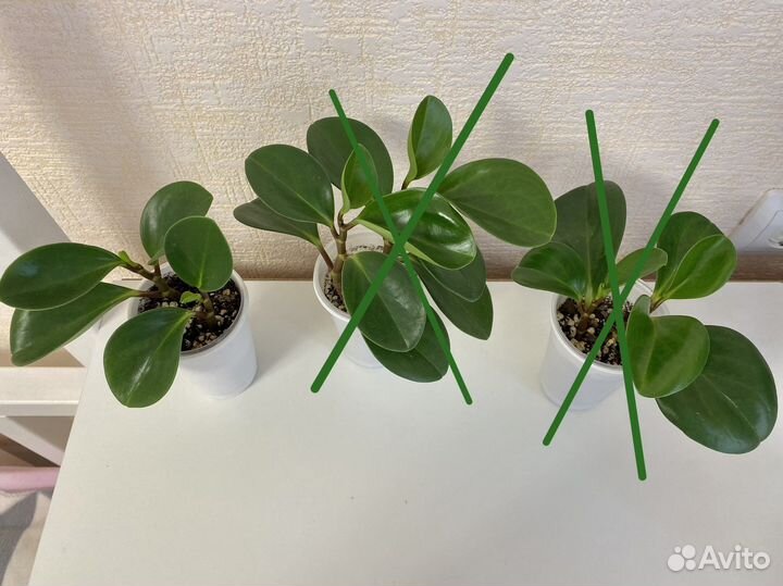 Пеперомия туполистная