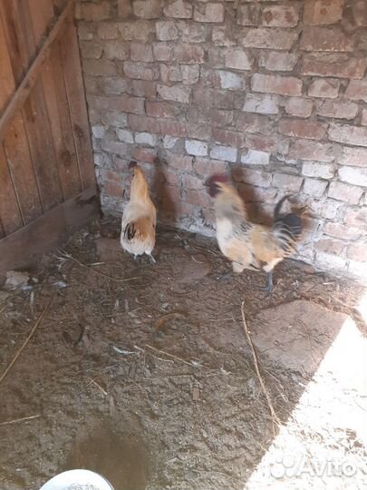 Петухи лакеданзи