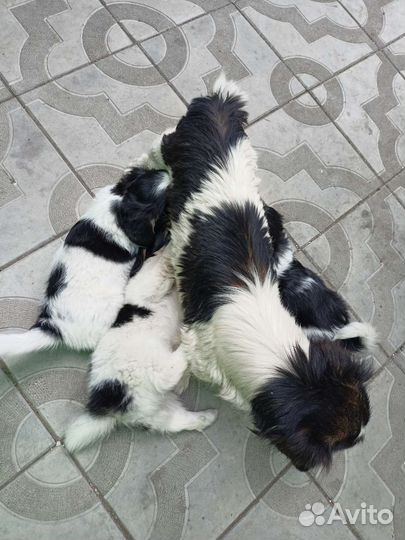 Собаки щенки