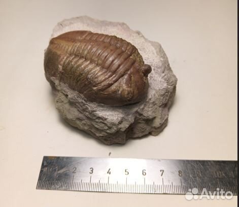 Трилобит рода Asaphus