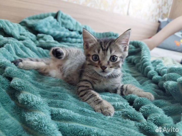 Котенок мальчик 2 месяца