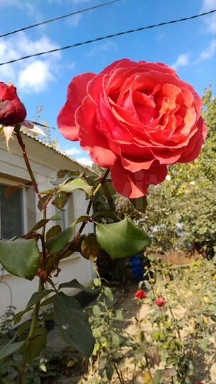 Дом 66,5 м² на участке 8 сот.