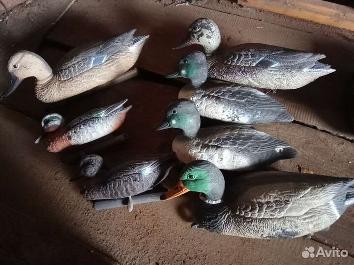 Утки чучела