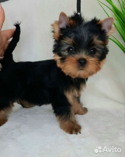 Йорк мини кобель