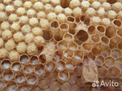 Трутневый гомогенат