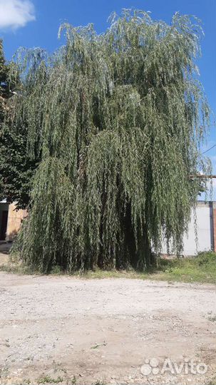 Спил деревьев,любой сложности