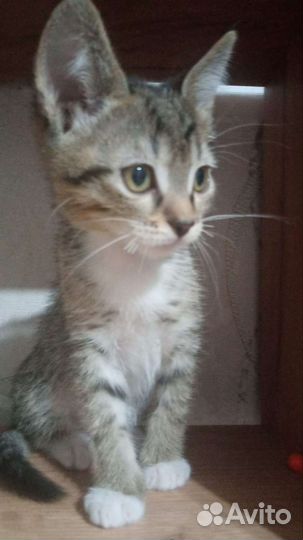 Котенок мальчик