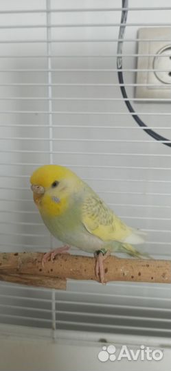 Волнистые попугаи пара