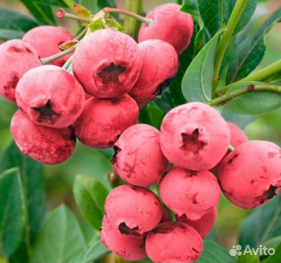 Голубика пинк лимонад