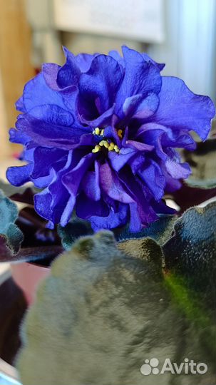 Фиалка Тёмная ночь (Дадоян)