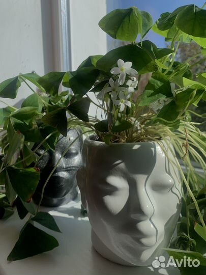 Кислица оксалис комнатные растения