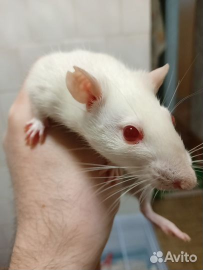 Отдам моих крысок
