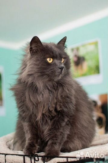 Кот нибелунг из приюта в добрые руки