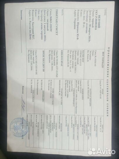 Продам, суку грейхаунда