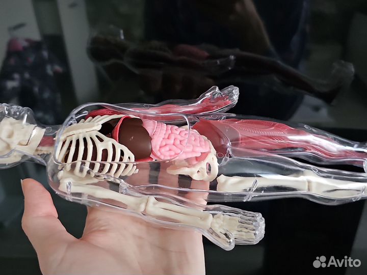 Конструктор модель человека