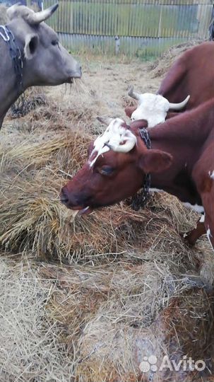 Ищу пастуха