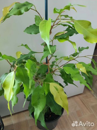 Фикус Бенджамина Голден Моник