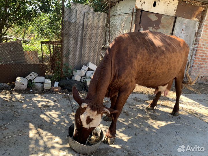Корова дойная домашняя