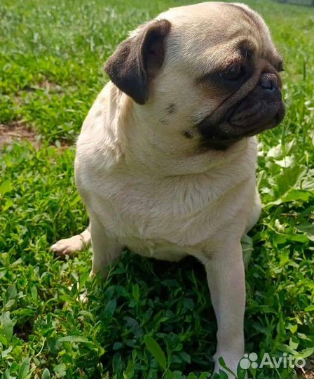 Золотые мопсы