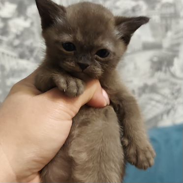 Европейский бурманский котёнок