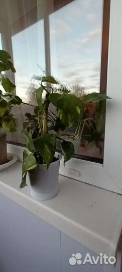 Сциндапсус