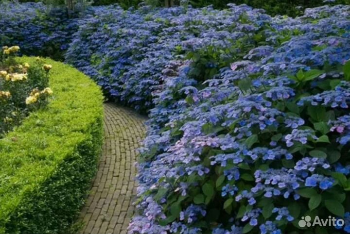 Гортензия пильчатая Саммер Глоу (Sammer Glow)